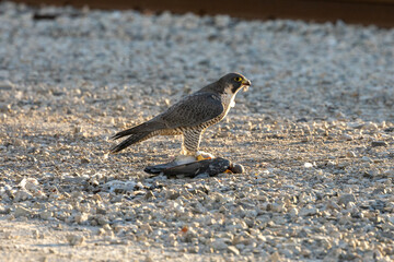 Falcon eating a pigeon 