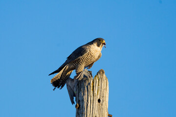 Falcon eating a pigeon 