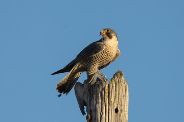 Falcon eating a pigeon 