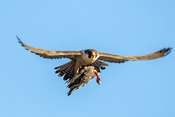 Falcon eating a pigeon 