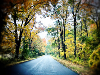 Fototapeta premium road in the forest