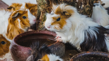 a group of guinea pigs was gathering to drink near the water jug