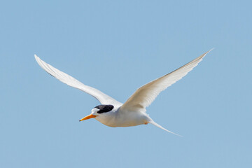 Australian Fairy Tern in Western Australia