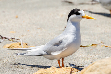 Australian Fairy Tern in Western Australia