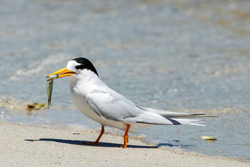 Obraz premium Australian Fairy Tern in Western Australia