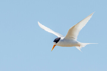 Australian Fairy Tern in Western Australia