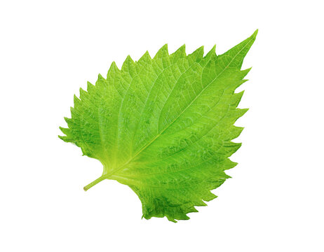 Shiso leaf on transparent png