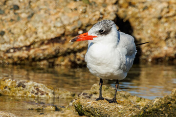 Caspian Tern in Western Australia