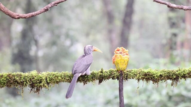 Beautiful Video of Malabar grey hornbill bird having fruits with beautiful background at Coorg,Karnataka,India
