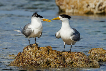 Great Crested Tern in Western Australia