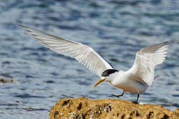 Great Crested Tern in Western Australia