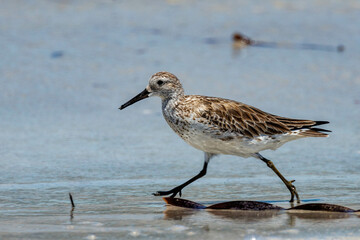 Great Knot in Western Australia