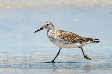 Great Knot in Western Australia