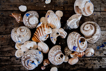 seashells on a table with blue 
