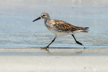 Obraz premium Great Knot in Western Australia