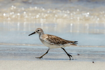 Great Knot in Western Australia