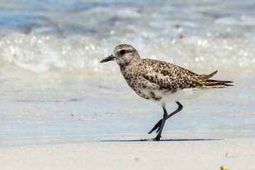 Obraz premium Black-bellied or Grey Plover in Australia