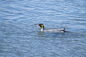 King penguin on Martillo island beach, Ushuaia
