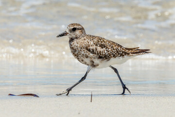 Black-bellied or Grey Plover in Australia