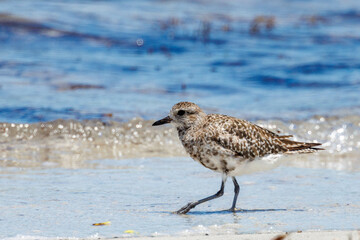 Black-bellied or Grey Plover in Australia