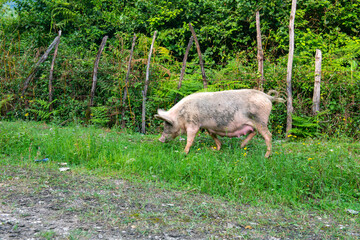 a large adult pig is looking for food in the grass