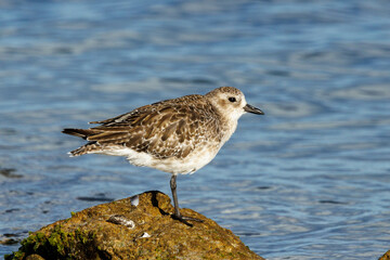 Obraz premium Black-bellied or Grey Plover in Australia