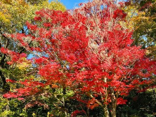 紅葉　秋晴れ