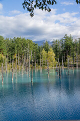 水面に映る雑木林　青い池
