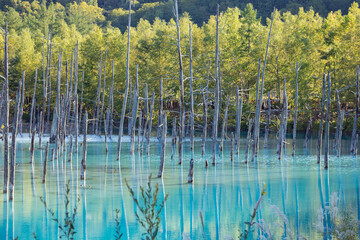 水面に映る雑木林　青い池
