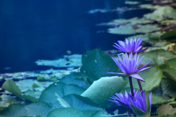 Image of a purple water lily planted in a pond blooming naturally with blue light.