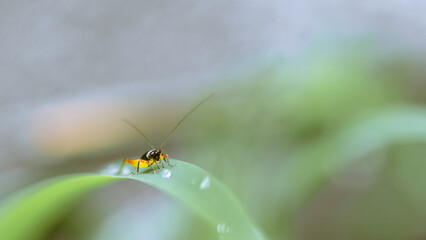 Close-up of small cricket on green grass in morning, Wonderful young little grasshopper, Nature blurred background, Colorful insect photo.