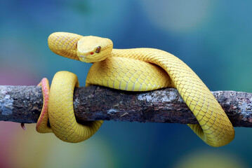 White-lipped tree viper on blue background