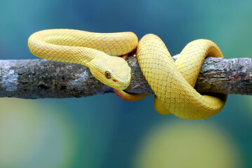 White-lipped tree viper on blue background