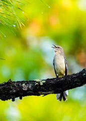 bird on top of a tree at sunset