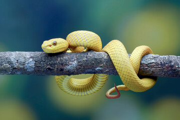White-lipped tree viper on blue background