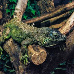 Fototapeta premium iguana on grantnch