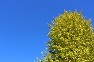 Fototapeta premium 青空とイチョウの葉 秋の風景