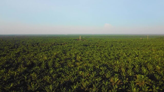 Cinematic 4K Drone Footage of Onshore Drilling Rig equipment structure for oil exploration and exploitation in the middle of jungle surrounded by palm oil trees during sunset and high oil price.