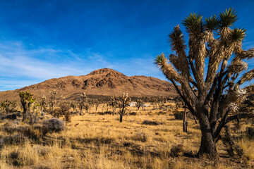 Mojave National Preserve Desert, mountain peak, thriving Joshua trees after the fire, Mojave Desert...