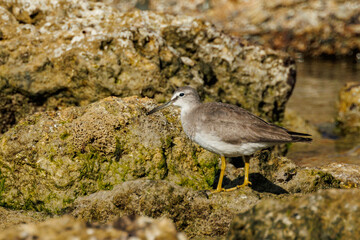 Grey-tailed Tattler in Western Australia