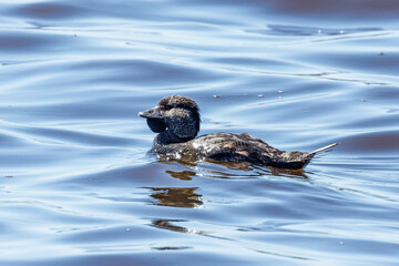 Fototapeta premium Musk Duck in Western Australia