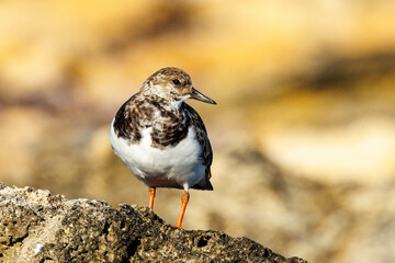Ruddy Turnstone Wader in Australia
