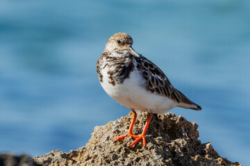 Ruddy Turnstone Wader in Australia