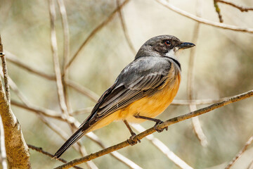 Fototapeta premium Male Rufous Whistler in Australia