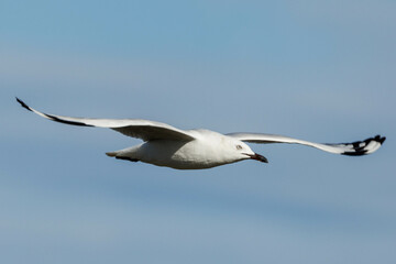 Fototapeta premium Woodman Point Sculpture in Western Australia