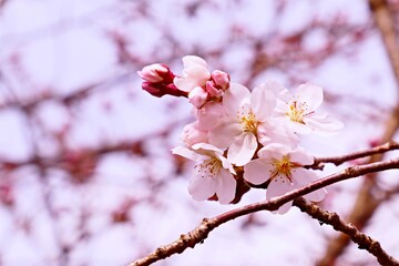 A closeup of sakura cherry blossoms in natural pink background