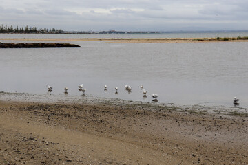 beach at low tide with city of melbourne in background
