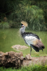Tall willowy grey and white gold crowned crane