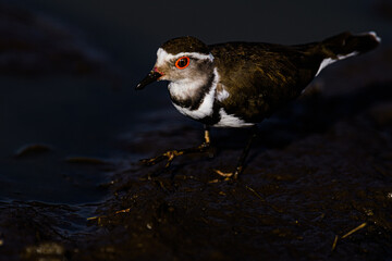 three banded plower in the water