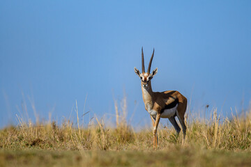 Gazelle male deer in the grass